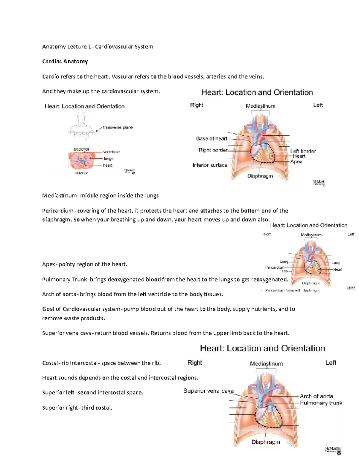 Cardiovascular Anatomy Lecture 1 - Anatomy Lecture 1- Cardiovascular ...