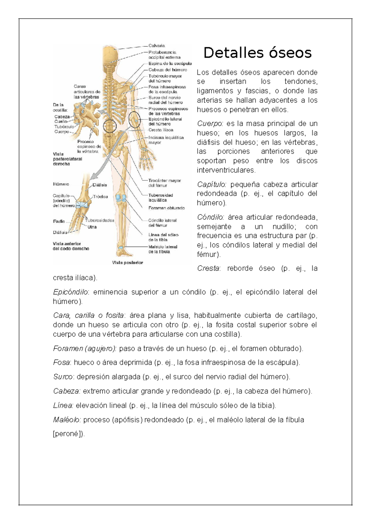 Detalles óseos - Cuerpo: es la masa principal de un hueso; en los