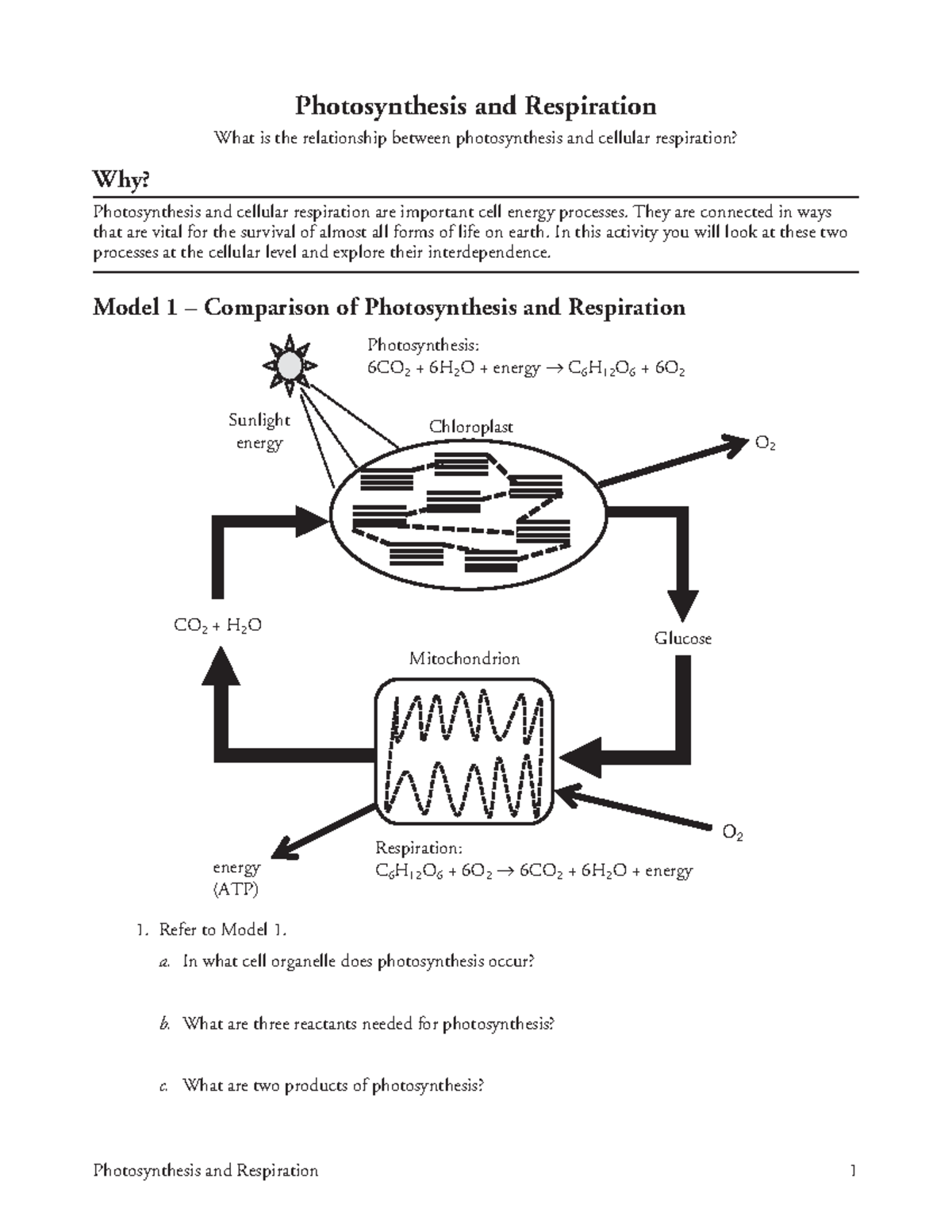 Photosynthesis and Respiration pogil - Photosynthesis and Respiration 1 ...