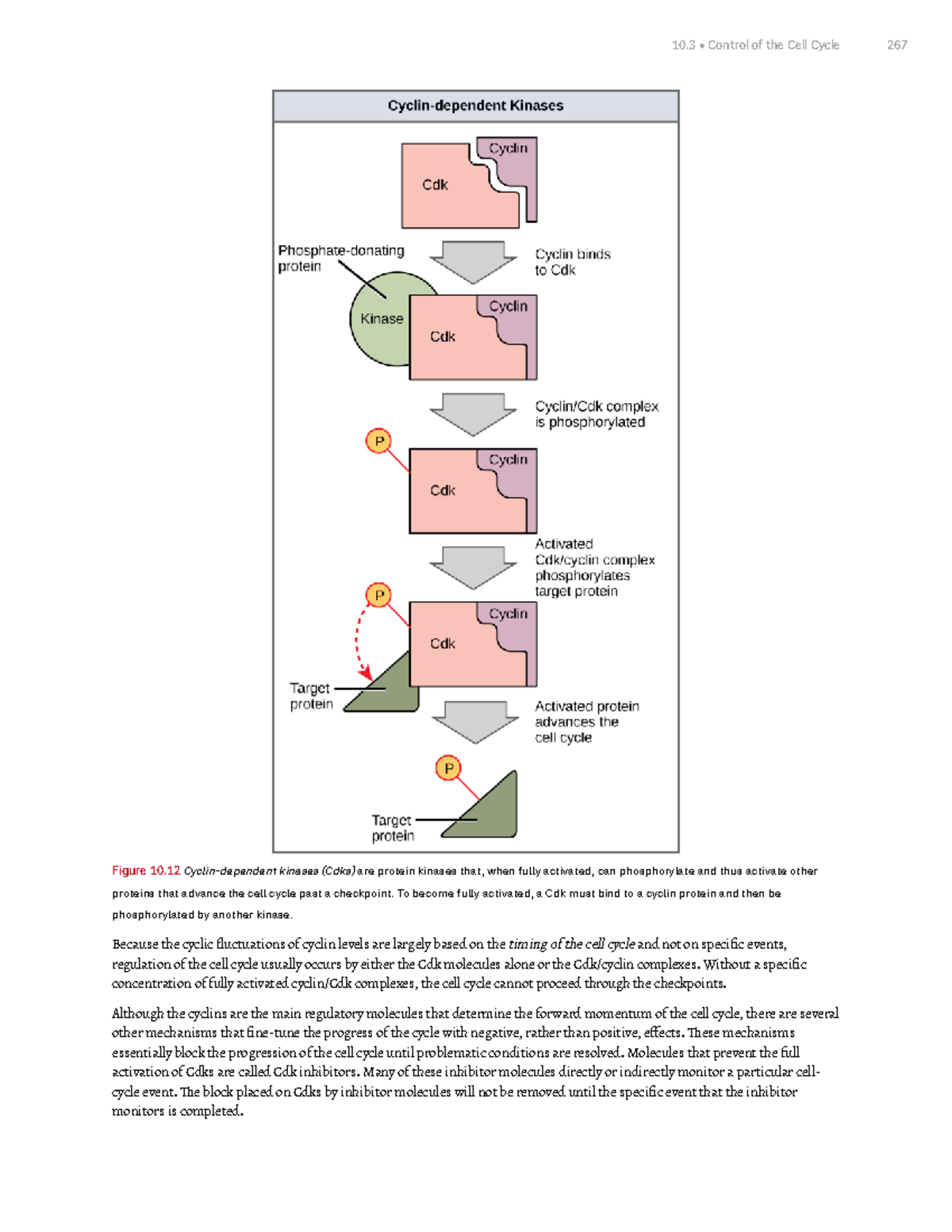 Chapter 10 Cell Reproduction Part 7 - Figure 10 Cyclin-dependent ...