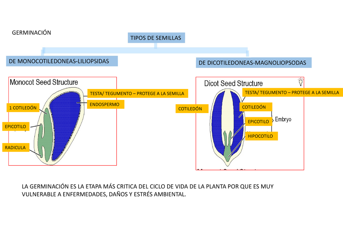 germinación de monocotiledóneas