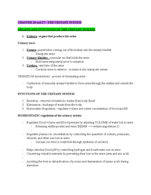 Chapter 23 Respiratory System - CHAPTER 23 RESPIRATORY SYSTEM ...