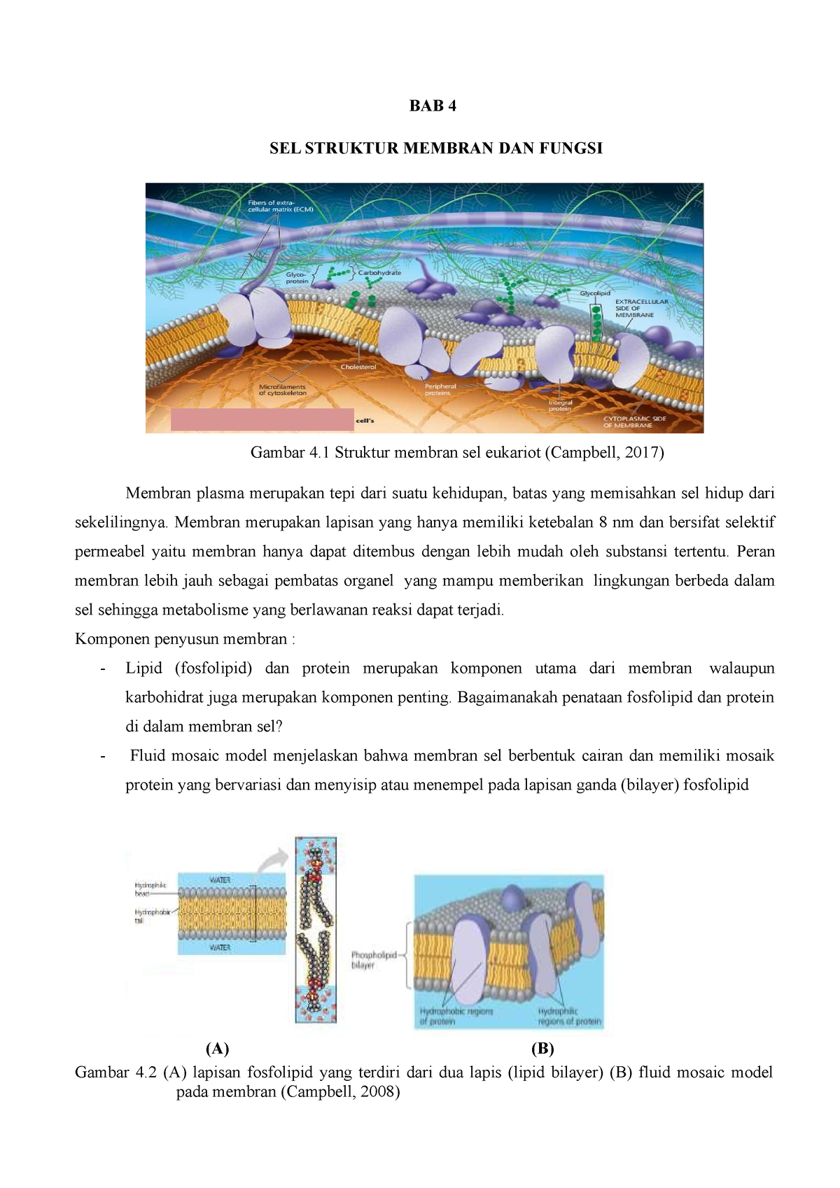 Modul Ajar Biologi Dasar Bab 4 Sel Struktur Membran Dan Fungsi - BAB 4 ...