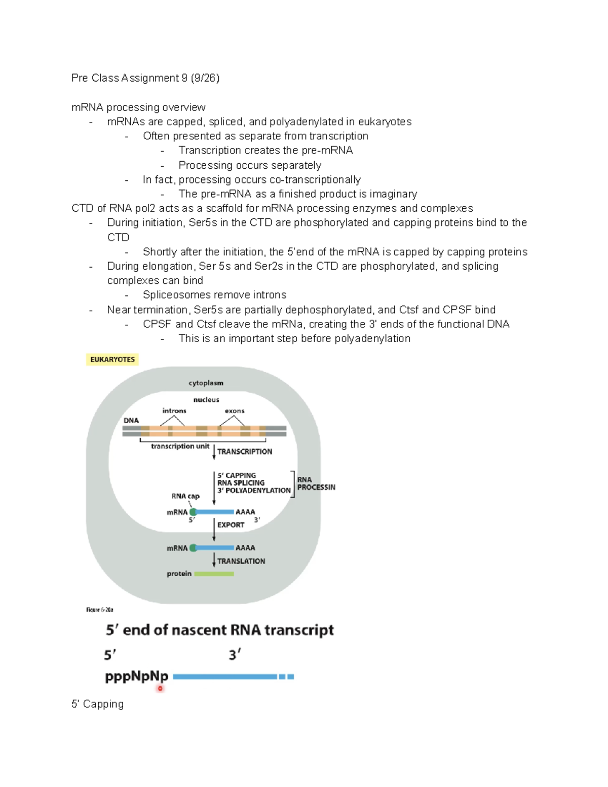Mol Bio Unit 2 - cheat sheet materials for Exam 2 / includes pre class ...
