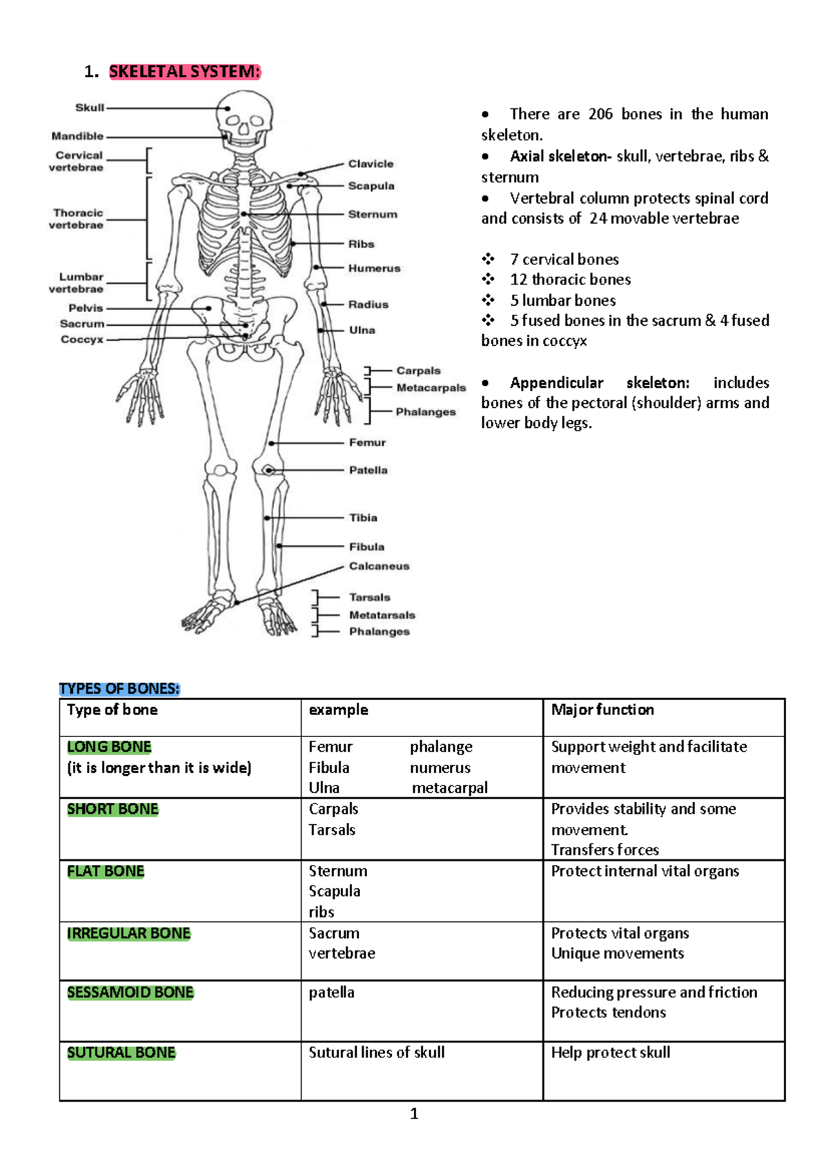 Pdhpe YR 11 Notes - Core 1 & 2 and fitness choices - 1. SKELETAL SYSTEM ...