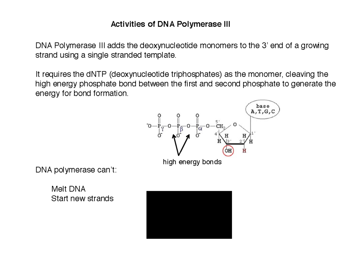 Dna Replication Activities Of Dna Polymerase Dna Polymerase Adds The Deoxynucleotide