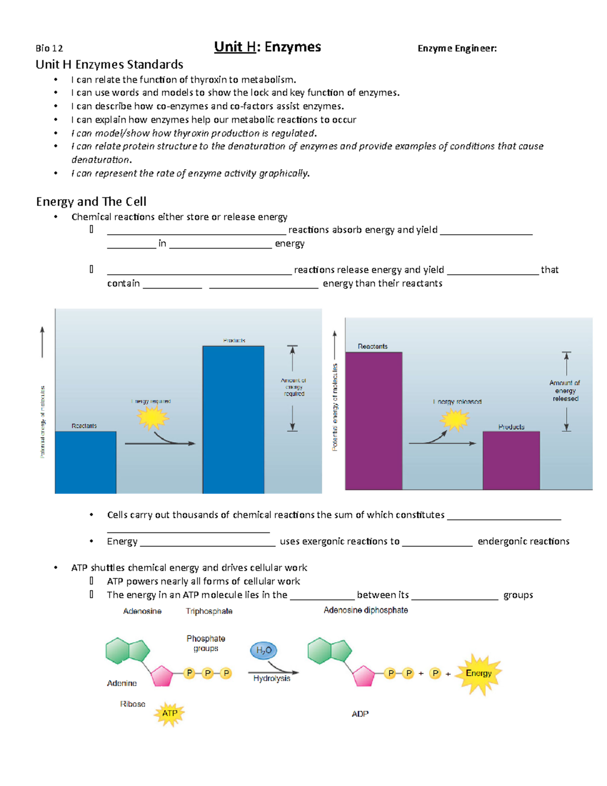 Unit h enzymes guided notes Bio 12 Unit H Enzymes Enzyme Engineer