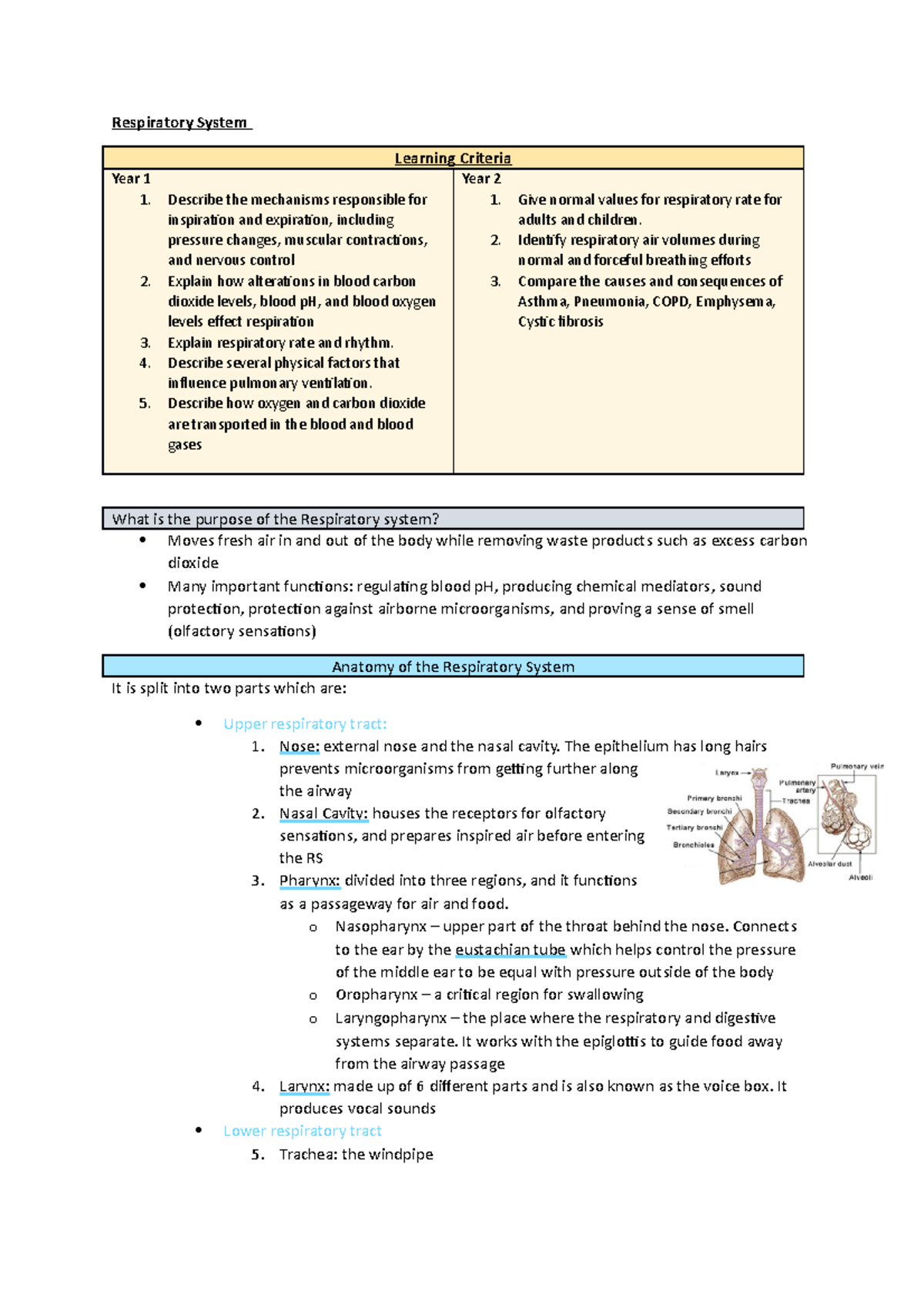 Respiratory System overview - Respiratory System Learning Criteria Year ...