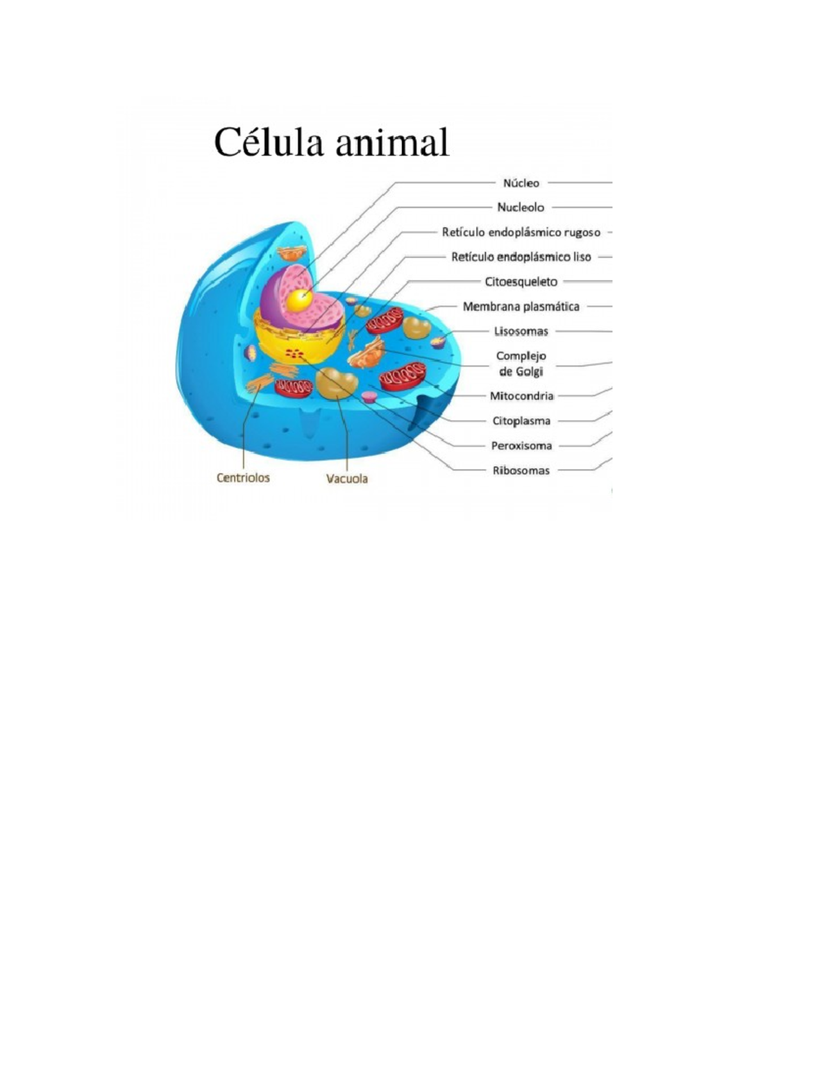 Celula eucariota - resumen - Biologia - Studocu
