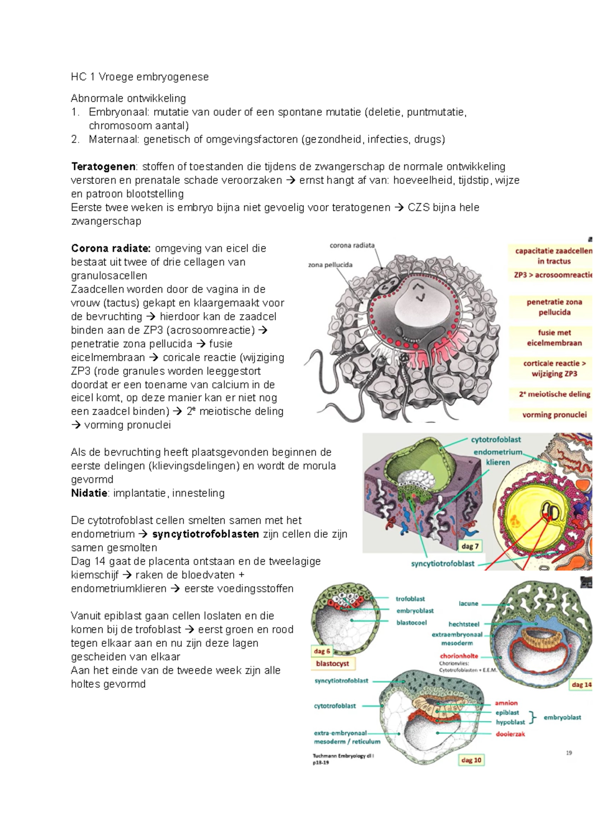 HC 1 Vroege embryogenese - HC 1 Vroege embryogenese Abnormale ...