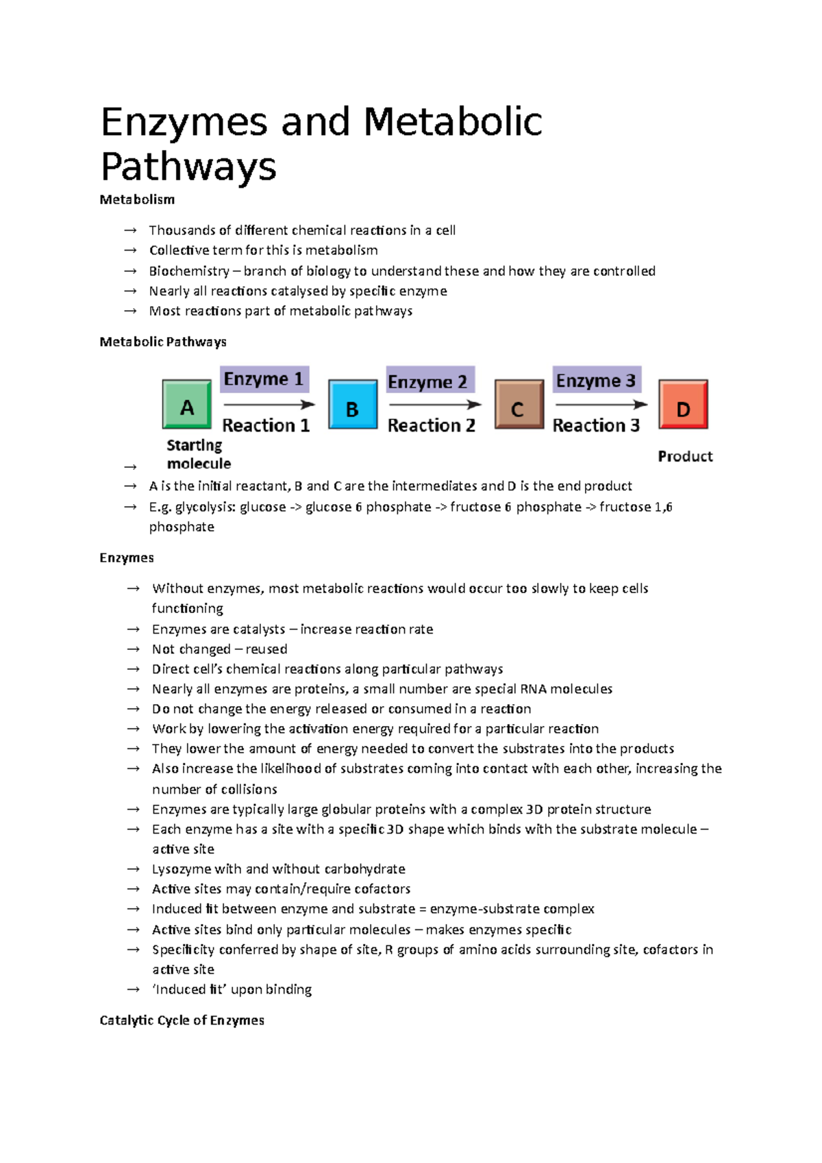 Enzymes and Metabolic Pathways - Enzymes and Metabolic Pathways ...