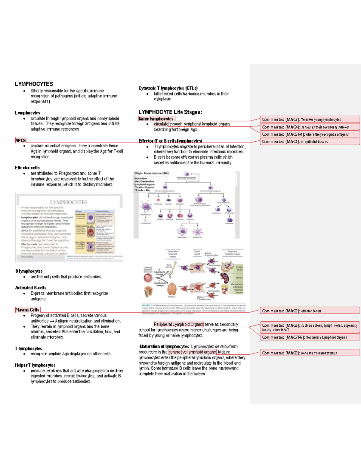 B and T Lymphocytes Summary - LYMPHOCYTES Wholly responsible for the ...
