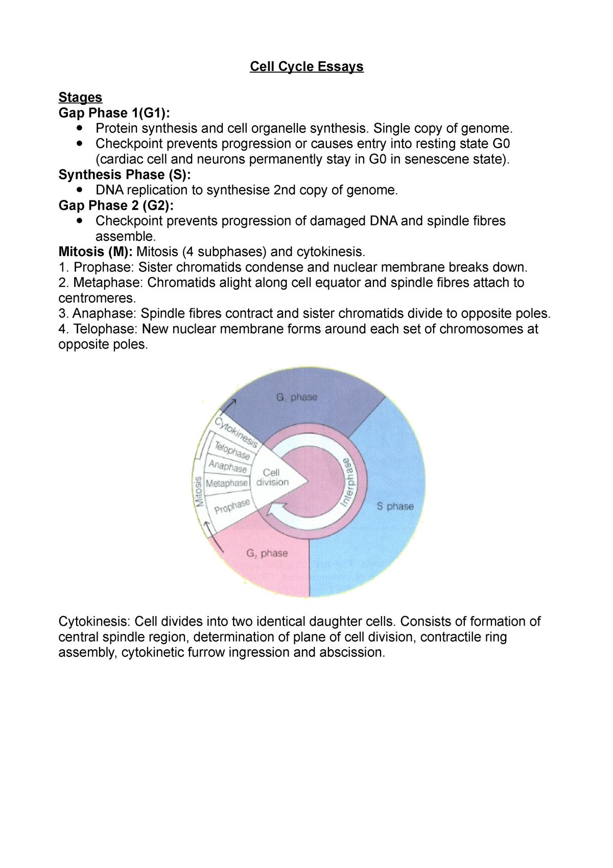 write an informative essay about the key points in the cell cycle