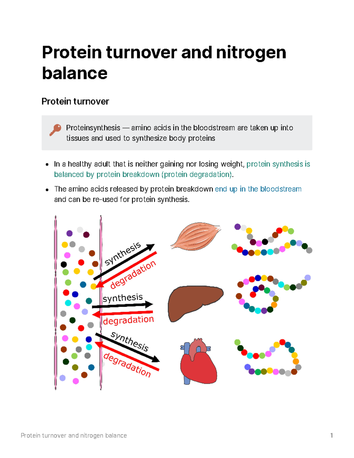 protein-turnover-and-nitrogen-balance-the-amino-acids-released-by