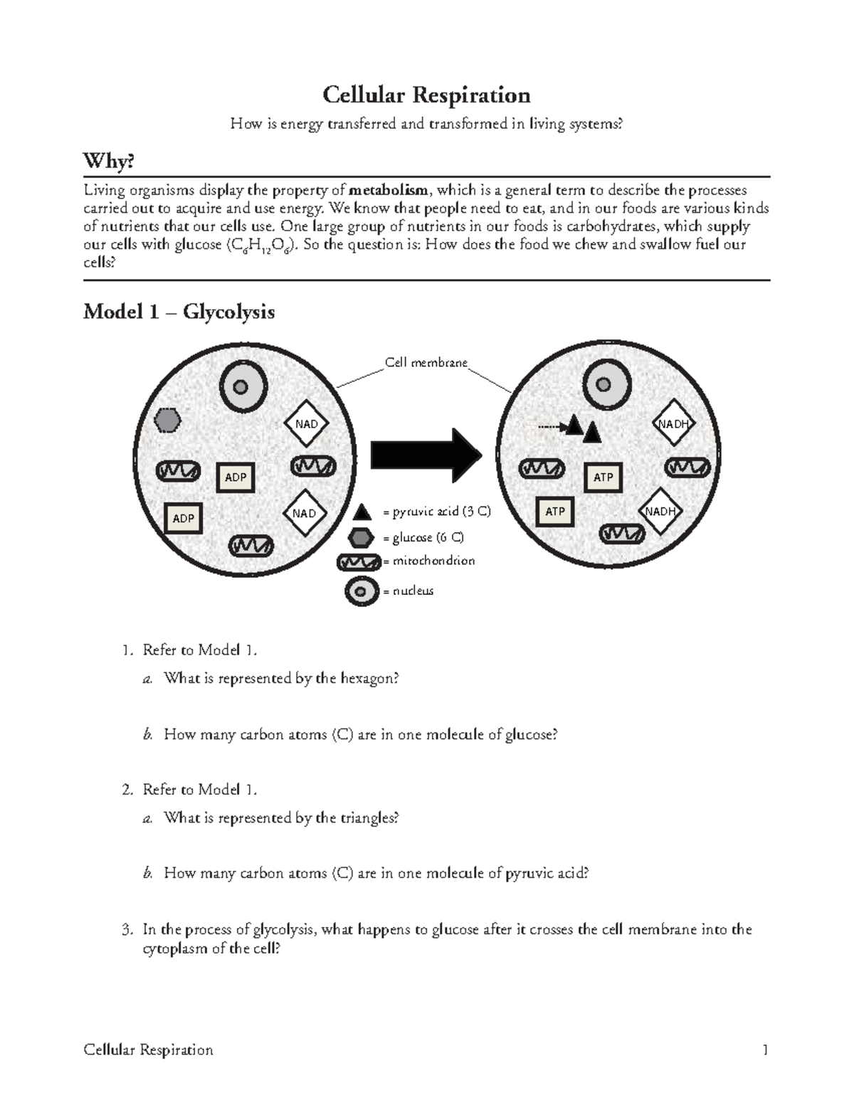 Cellular Respiration Pogil - Cellular Respiration 1 Cellular ...