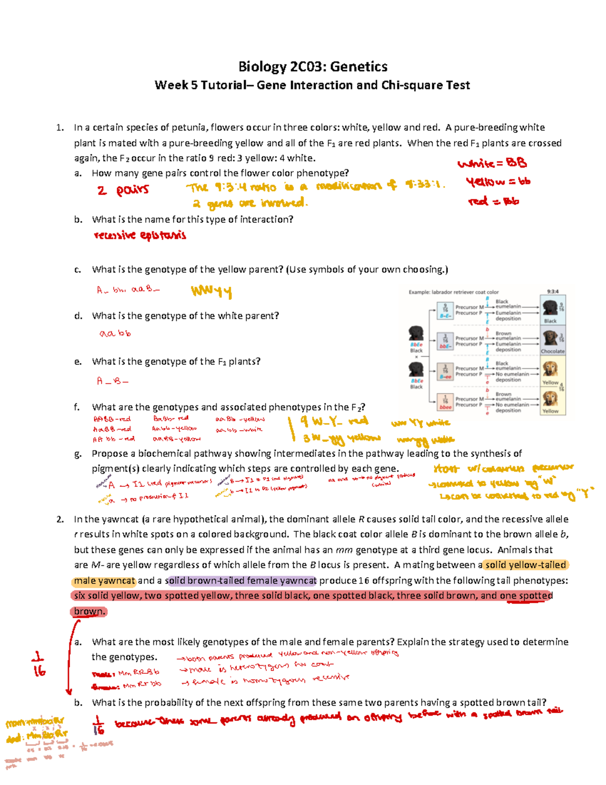 (ANSWERS) Week 5 Tutorial guide - Gene Interaction and epistasis ...
