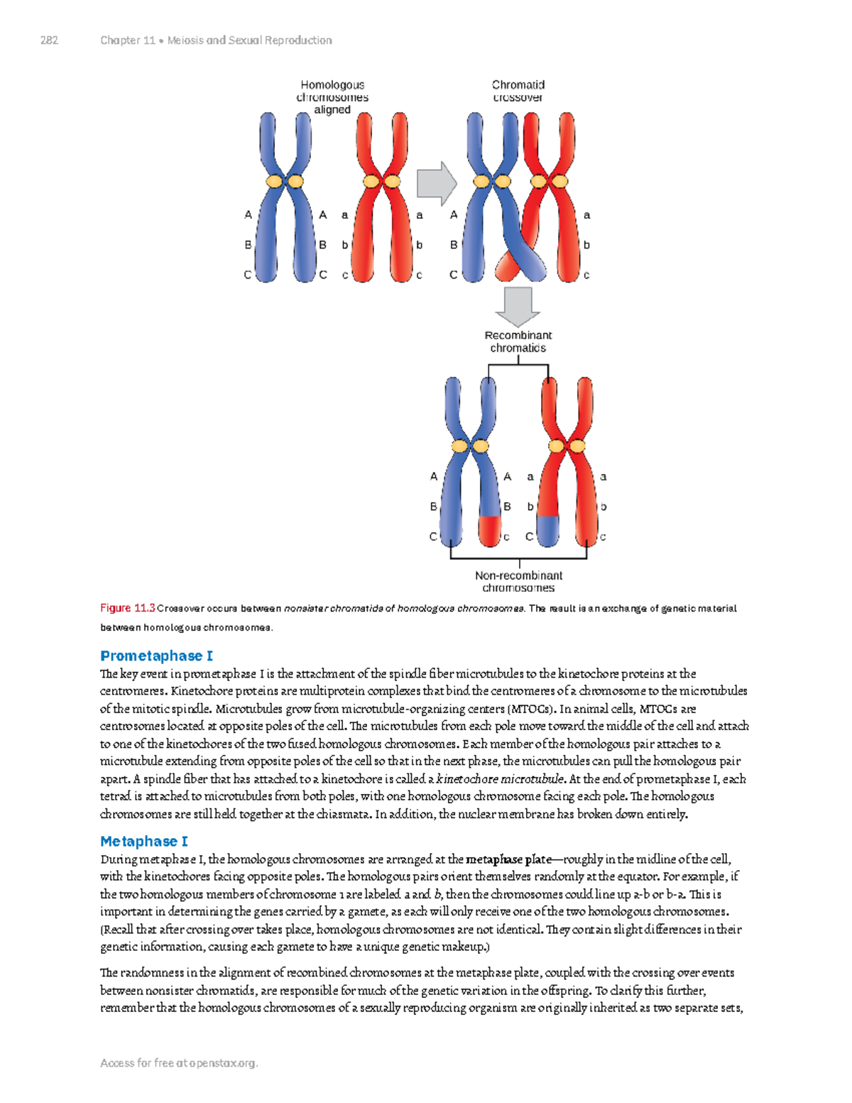 Chapter 11 Meiosis And Sexual Reproduction Part 2 Figure 11 Crossover Occurs Between Nonsister 1865