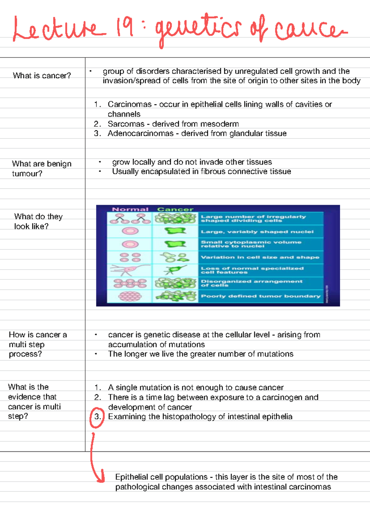 Genetics of cancer notes - What is cancer? - group of disorders ...