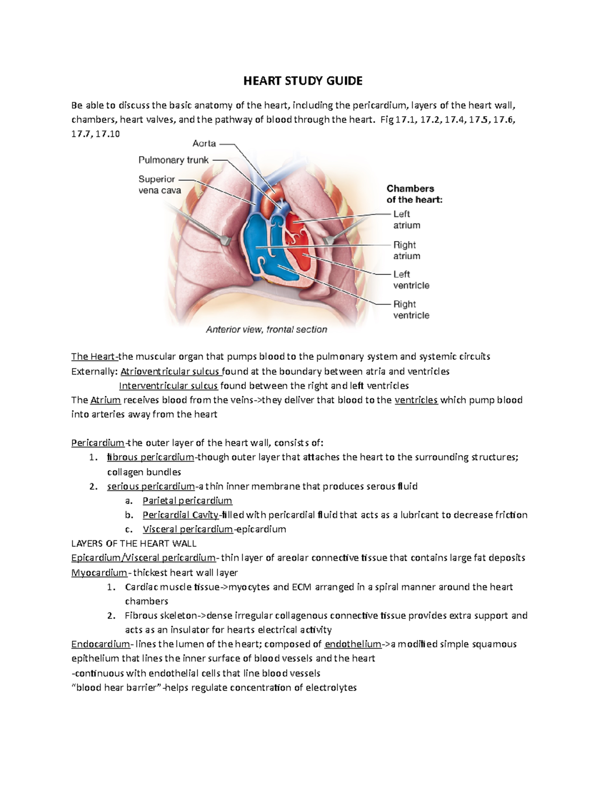 Study Guide The Heart - HEART STUDY GUIDE Be able to discuss the basic ...