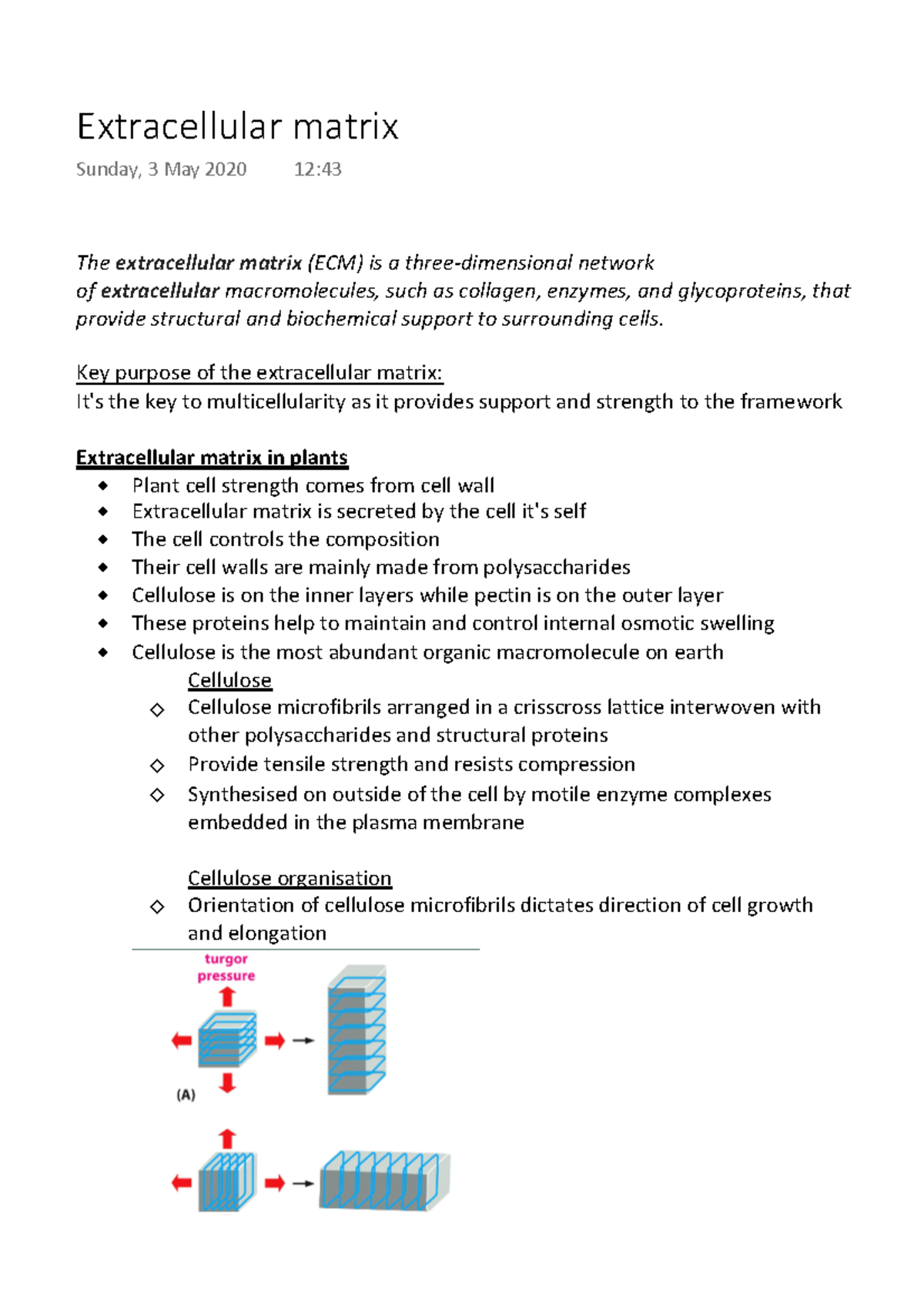 Extracellular matrix - Key purpose of the extracellular matrix: It's ...