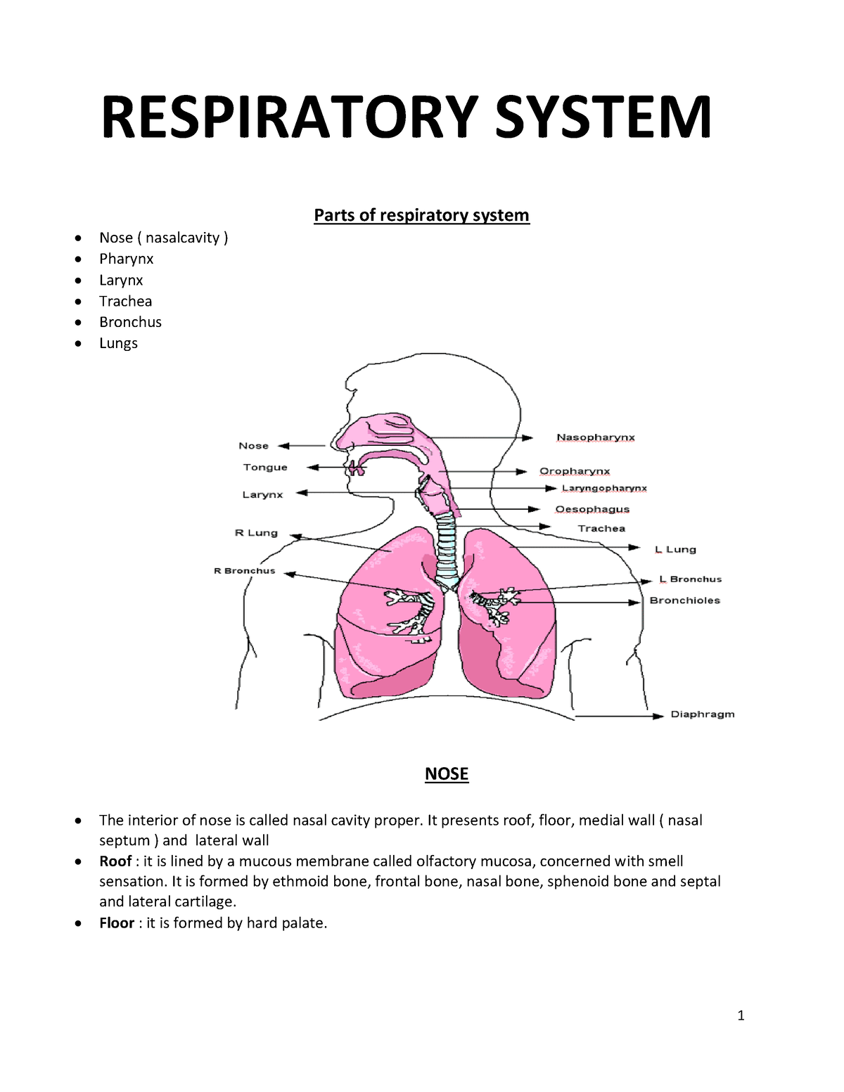 Respiratory system - It's lecture notes - RESPIRATORY SYSTEM Parts of ...