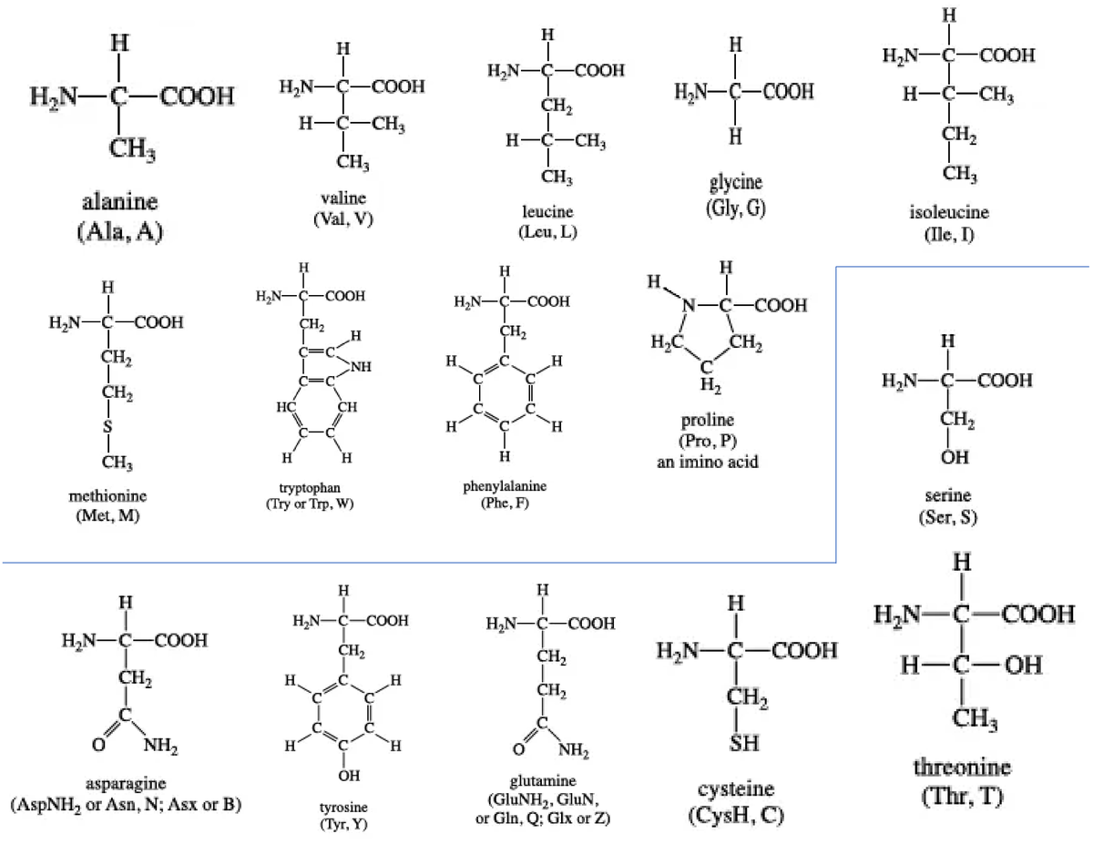 20 amino acids - Earth and Life Science - ino Acids - Studocu