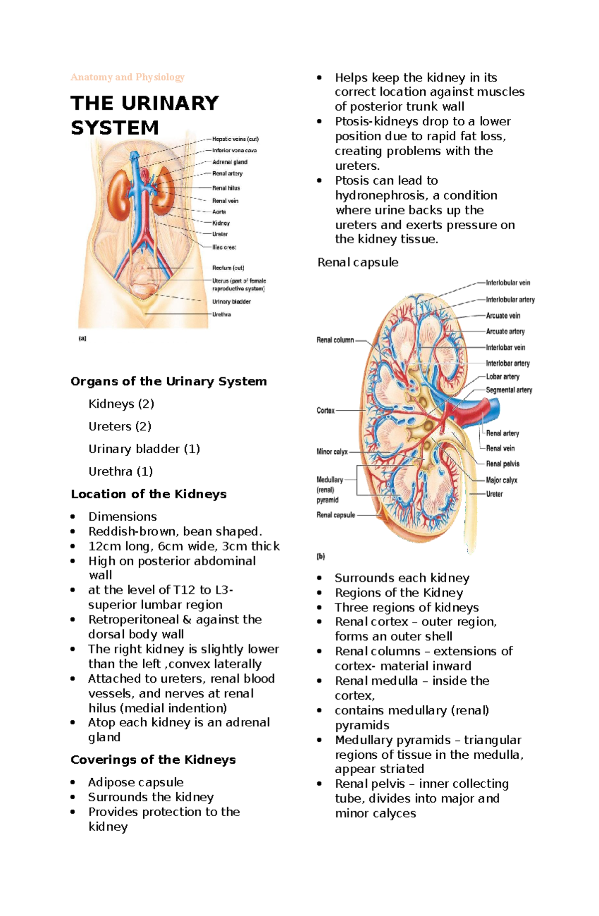 Anatomy And Physiology - The Urinary System - Anatomy And Physiology ...