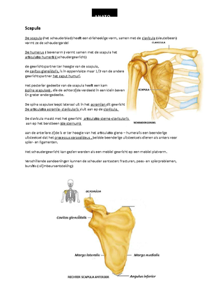 Werkboek Bewegingsanalyse B Deel 1 2223 - BEWEGINGSANALYSE B: Bovenste ...