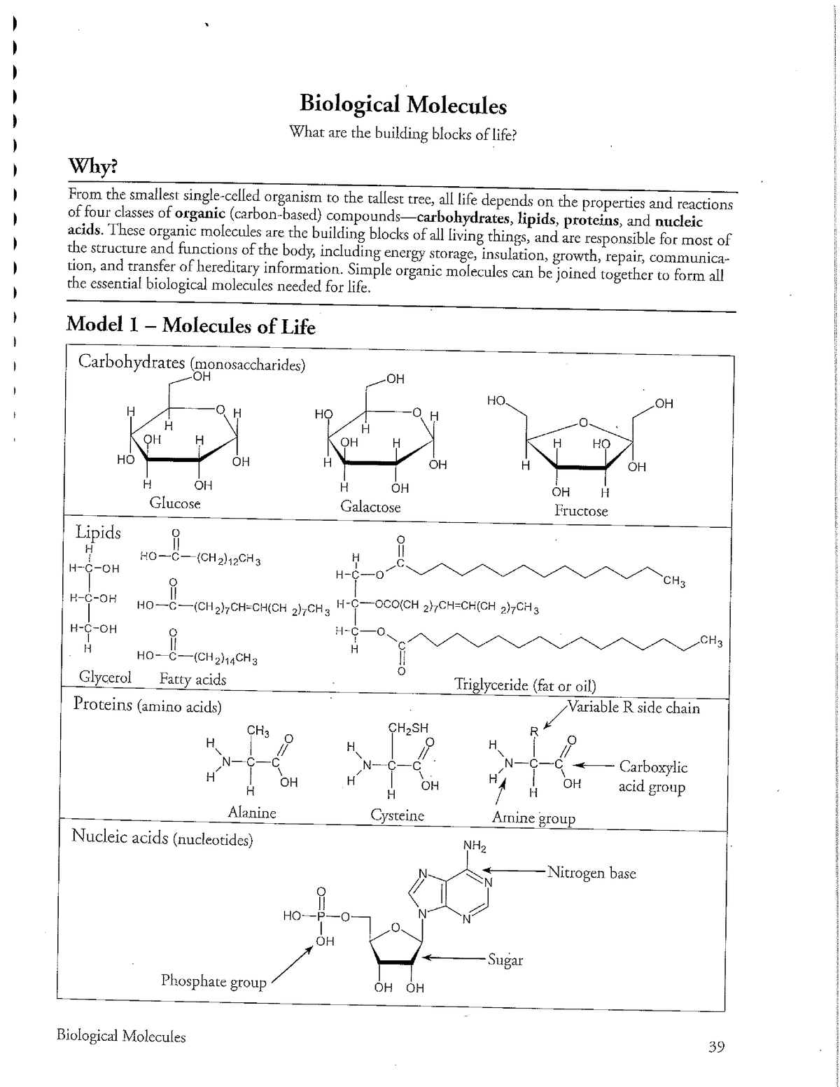 Bozeman Science Video Questions – Molecules of Life Answer Key