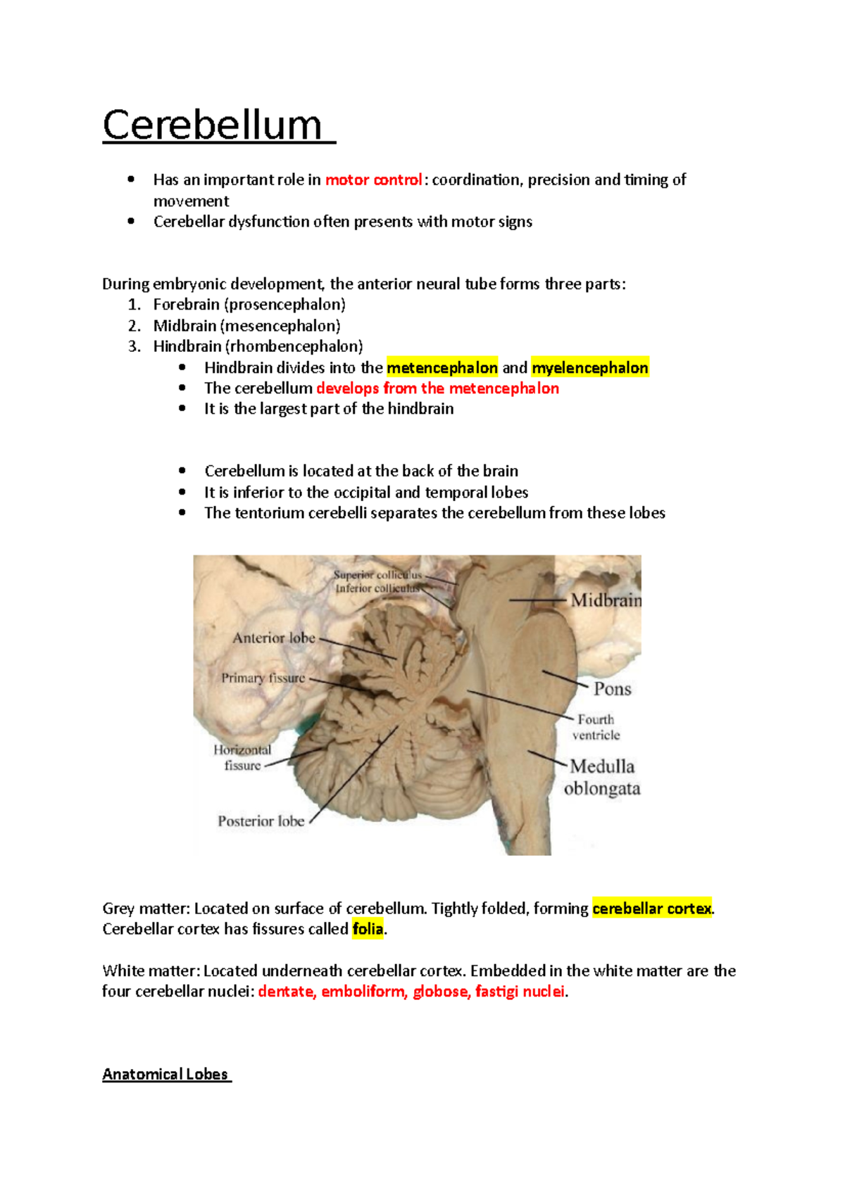 Cerebellum - Anatomy notes - Cerebellum Has an important role in motor ...