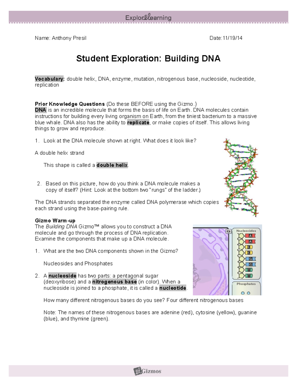 Gizmos Student Exploration Building DNA Answer Key Name Anthony Presil Date 11 19 14 