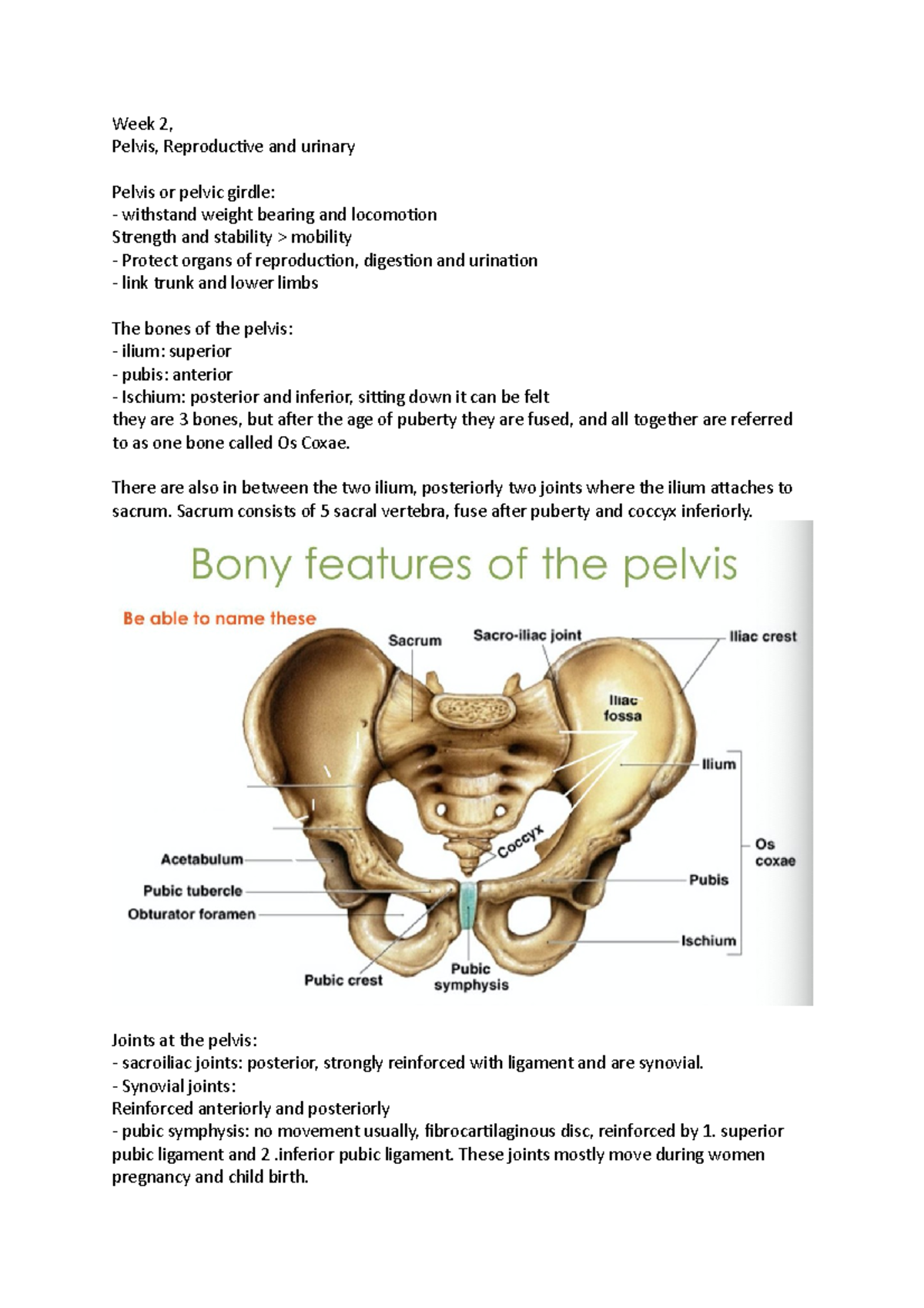 Week 2 lectures - week 2 lecture of anatomy for physiotherapy - Week 2 ...