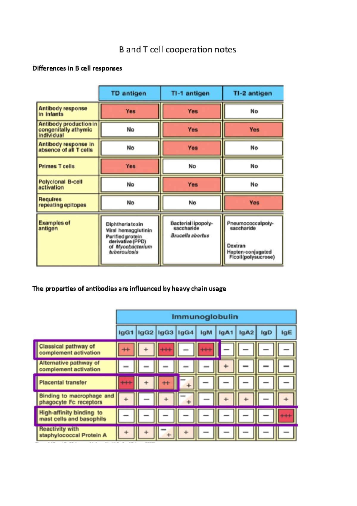 B And T Cell Cooperation Notes - B And T Cell Cooperation Notes ...