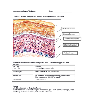 Bone Tissue Worksheet - Unit 3: Bone Tissue List and describe the 5 ...