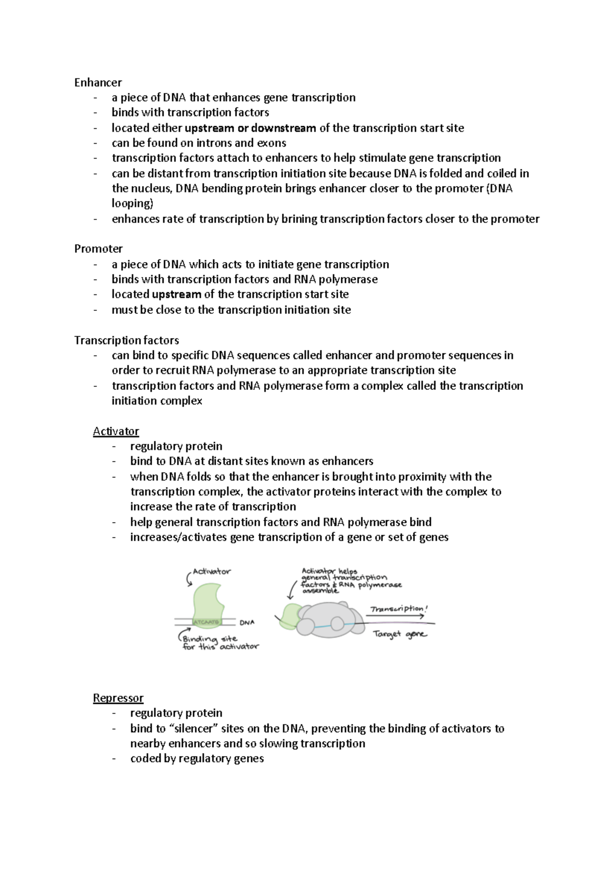 DNA - notes - Enhancer - a piece of DNA that enhances gene ...