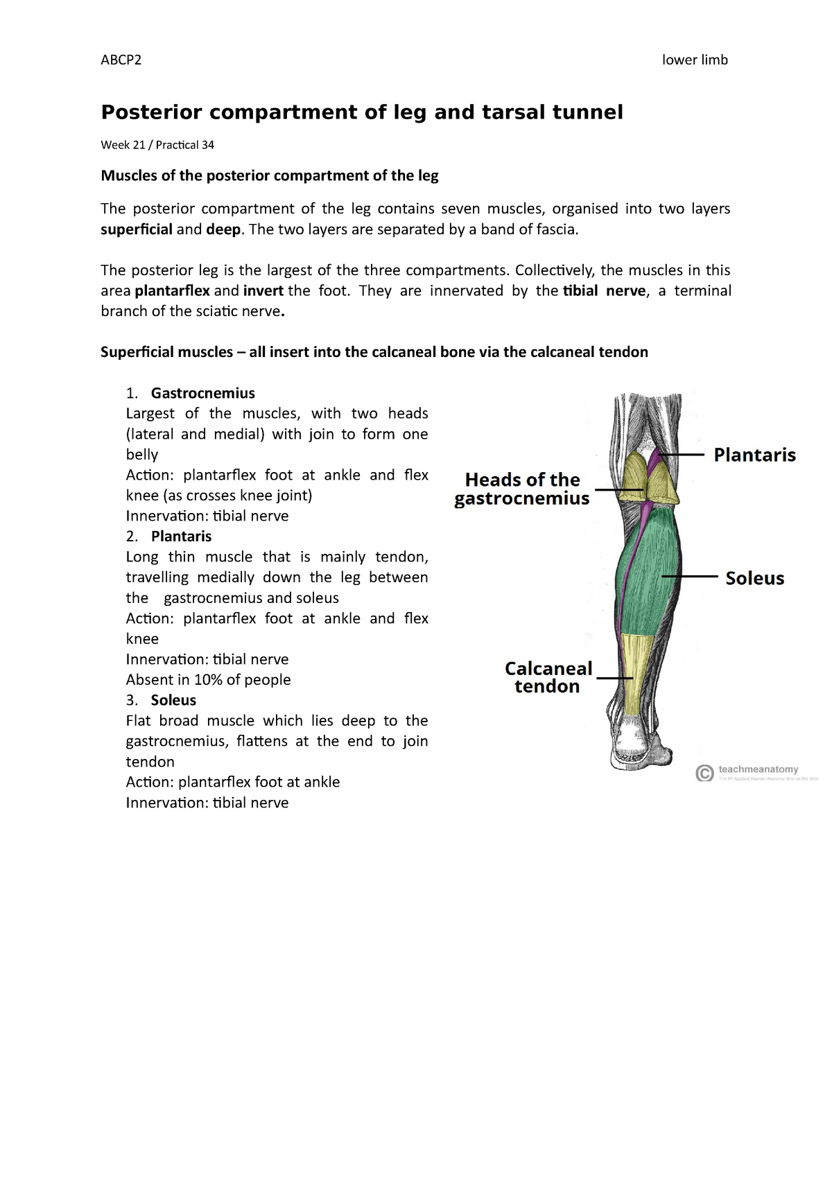 Posterior compartment of leg and tarsal tunnel - The two layers