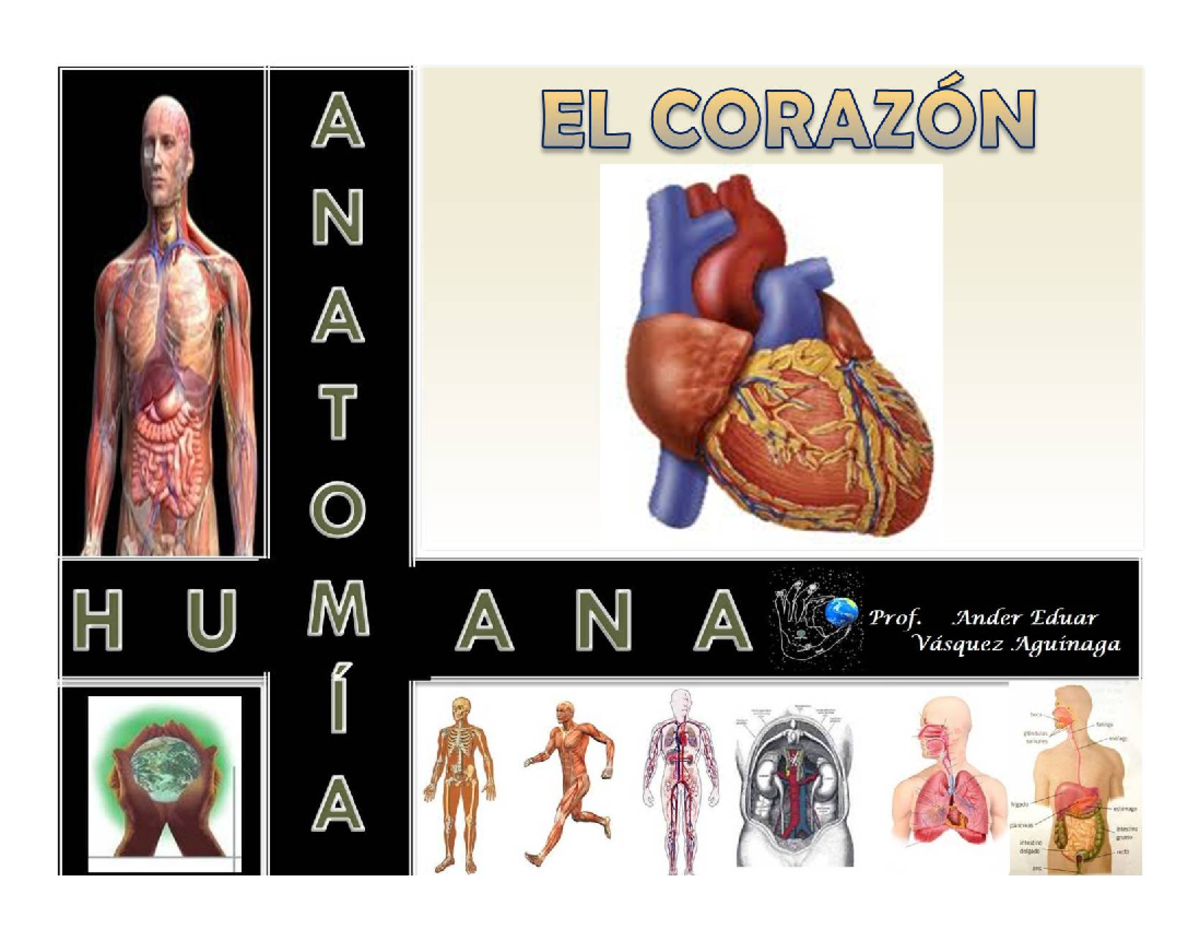 Corazonhumanoppt-110416234611-phpapp 02 - El corazón es: • Un órgano