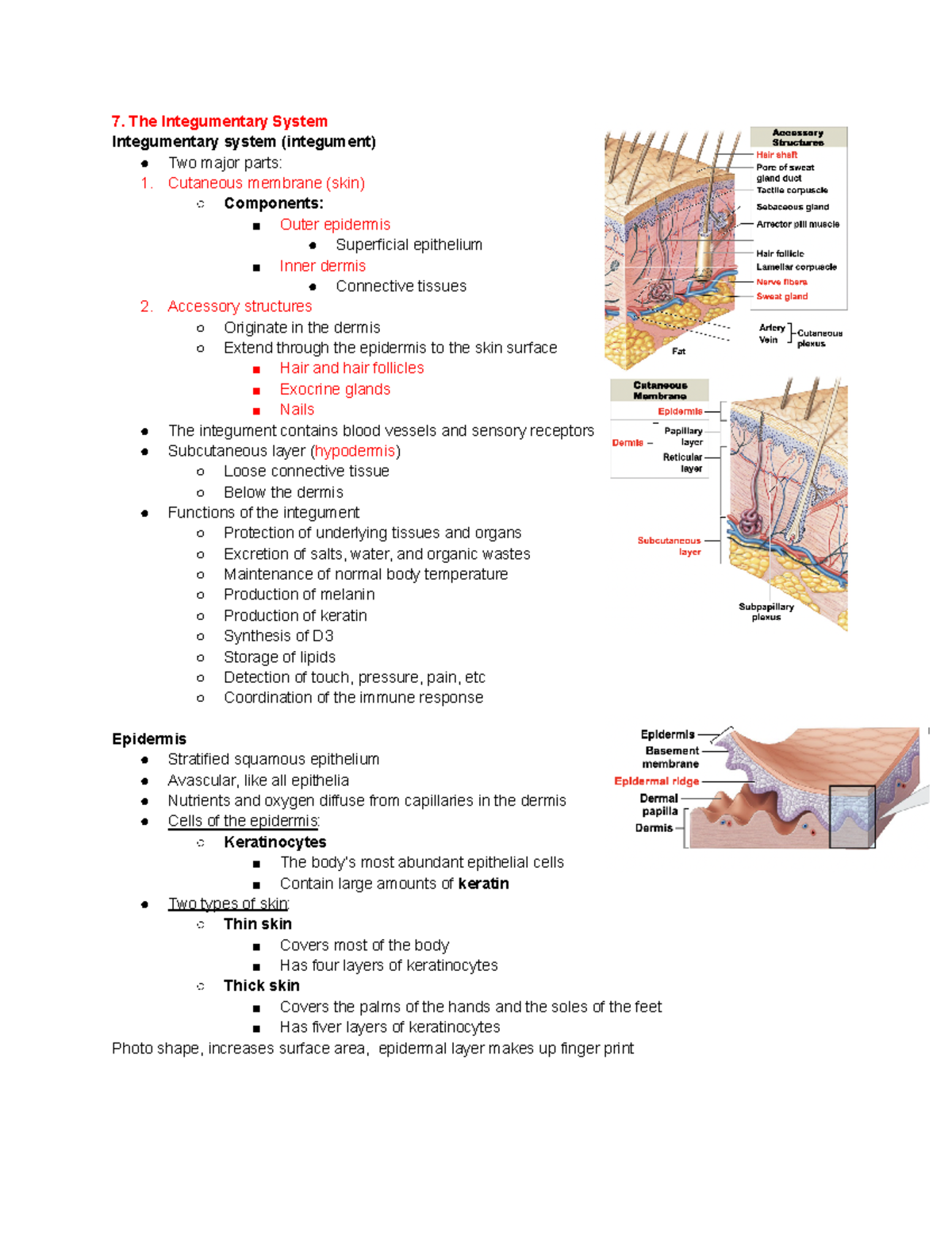 Chapter 7 The Integumentary System - The Integumentary System ...