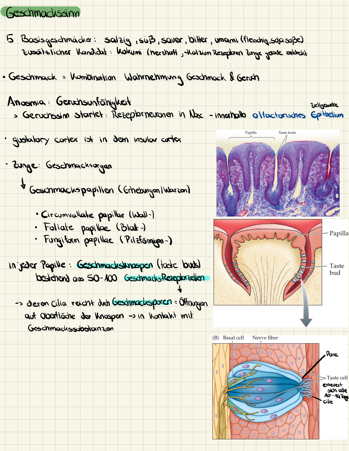 Wahrnehmung Und Kognition - Geschmackssinn - Geschmackssinn B- Basis ...