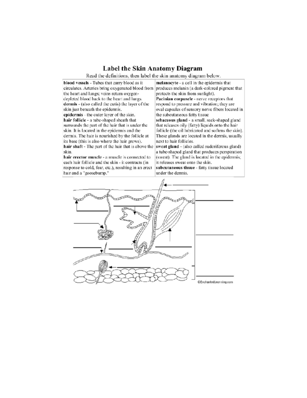 Skin diagram - Label the Skin Anatomy Diagram Read the definitions ...