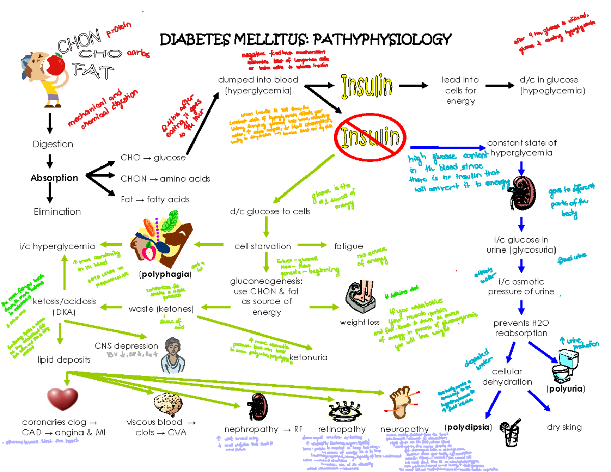 Dm concept map - Diabetes mellitus - DIABETES MELLITUS: PATHYPHYSIOLOGY ...