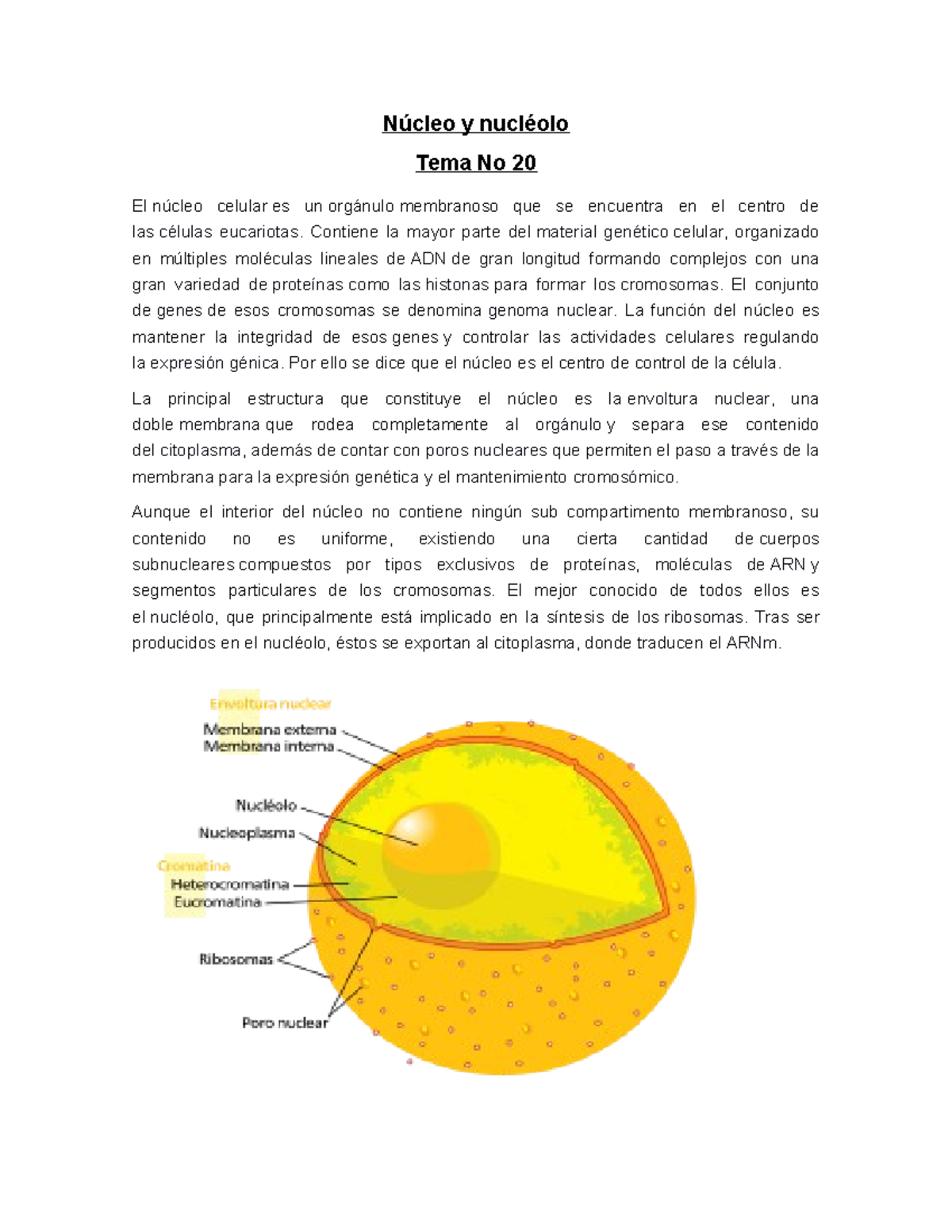 Tema 20 Núcleo y nucléolo - Núcleo y nucléolo Tema No 20 El núcleo ...