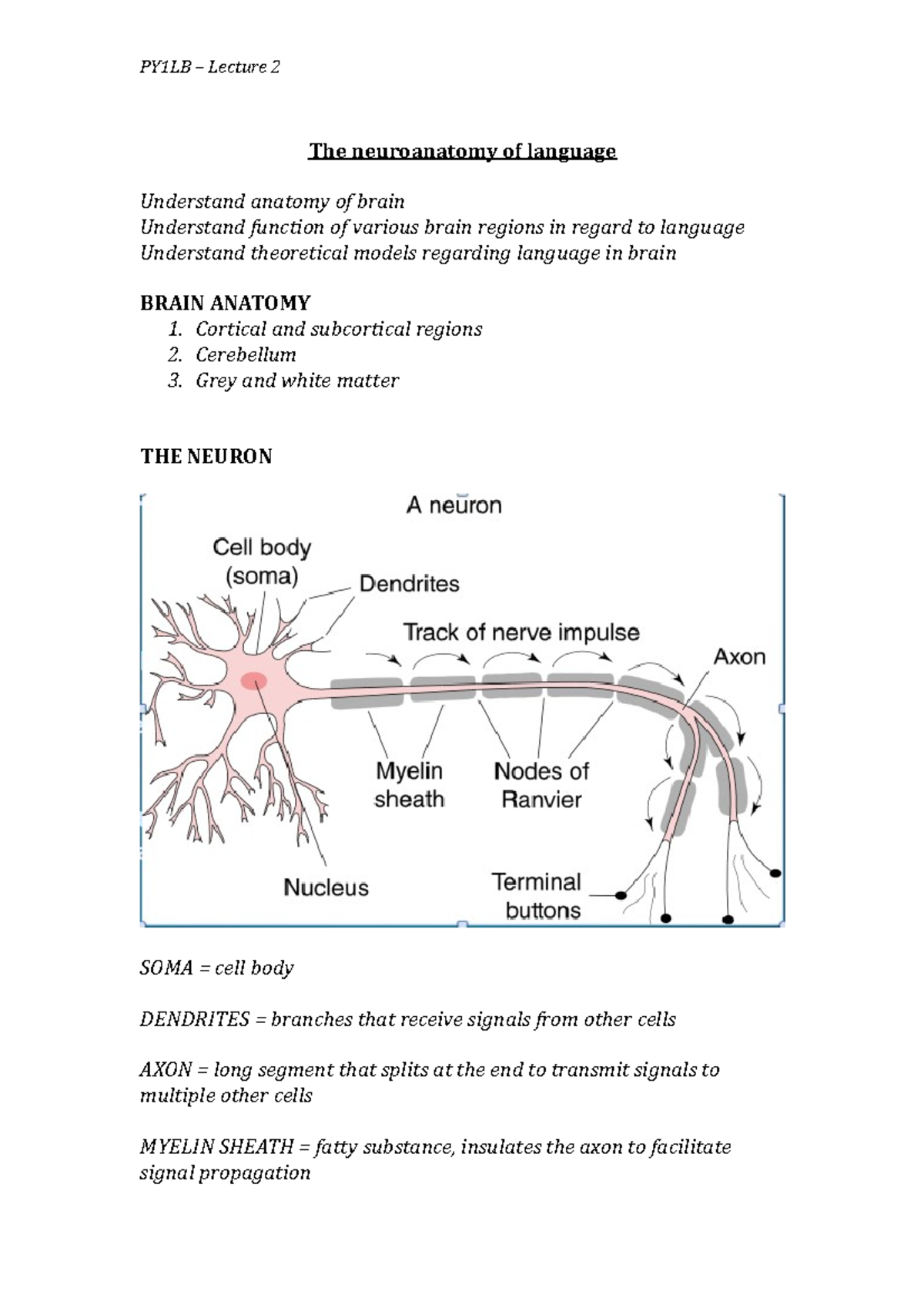 Lecture 2 - PY1LB revision notes - The neuroanatomy of language ...