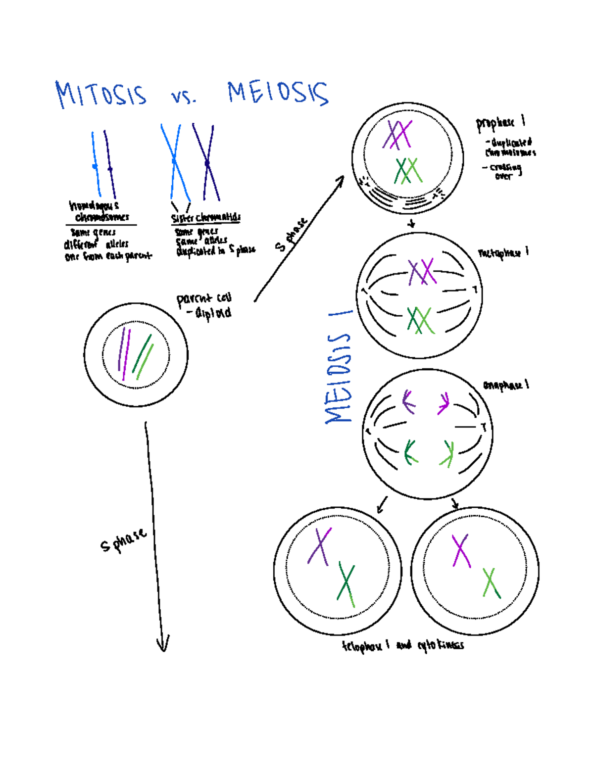 Mitosis, Meiosis, Cell Cycle - MITOSIS vs MEIOSIS prophase I duplicated ...