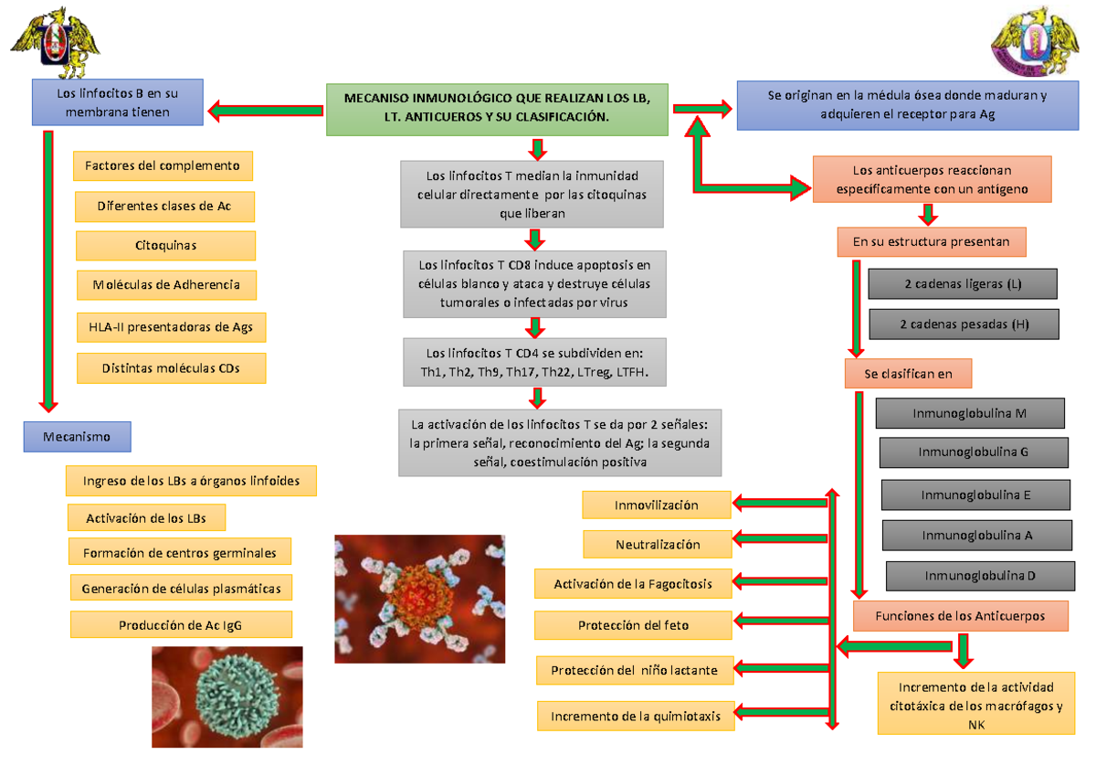 Mecanismos Inmunologicos QUE Realizan LT, LB. Anticuerpos ...
