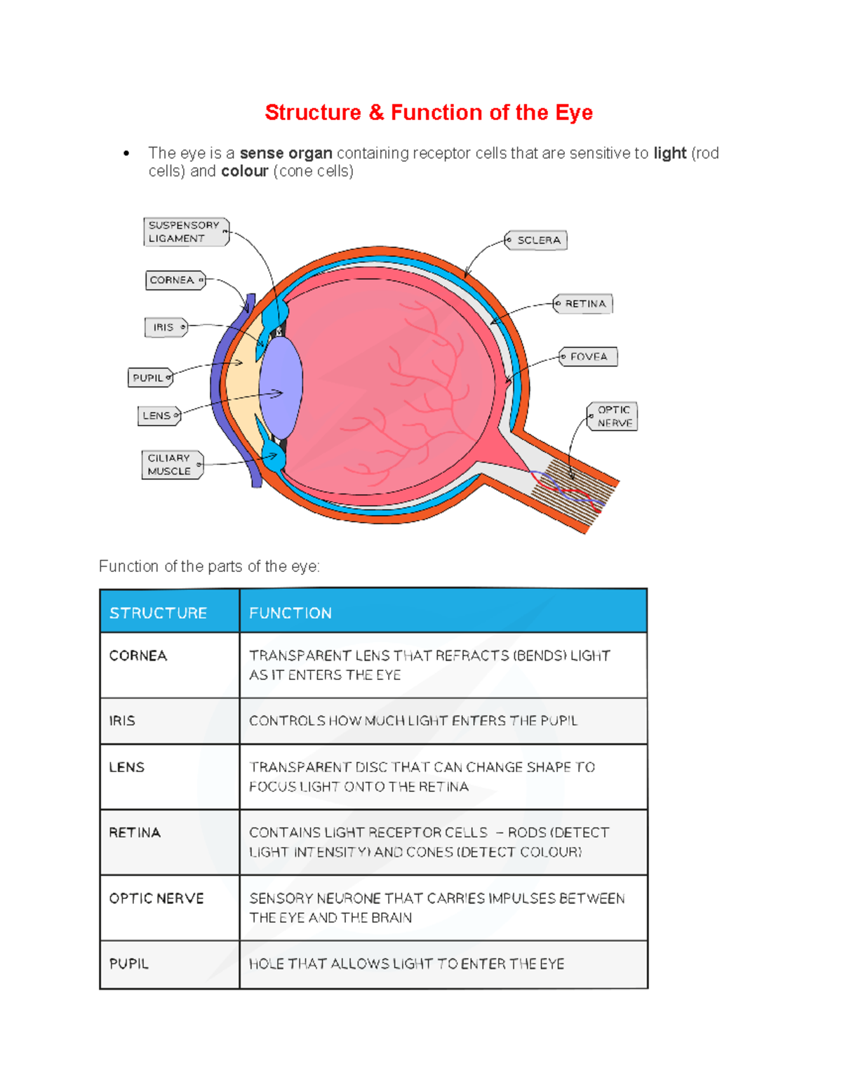 The EYE notes - Structure & Function of the Eye The eye is a sense ...