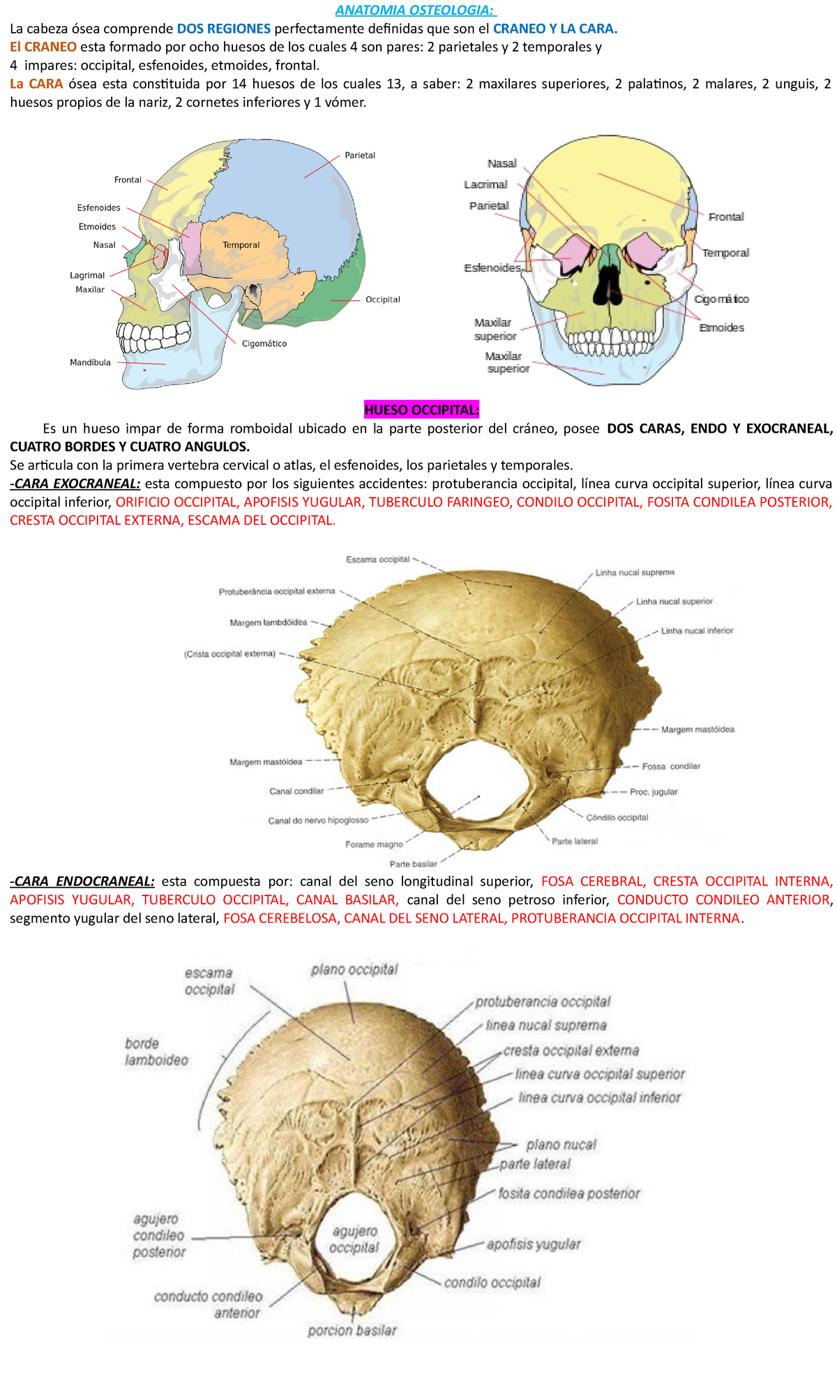 Anatomia Osteologia - Resumen De Clases Con Imagenes - ANATOMIA ...