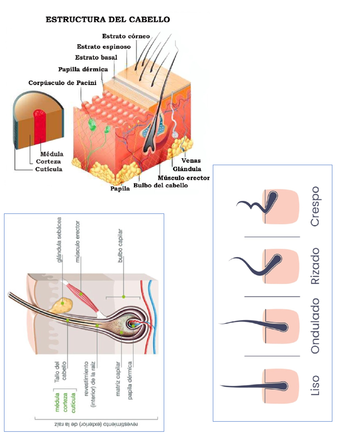 Anatomía del cabello - qqq - Anatomia - Studocu