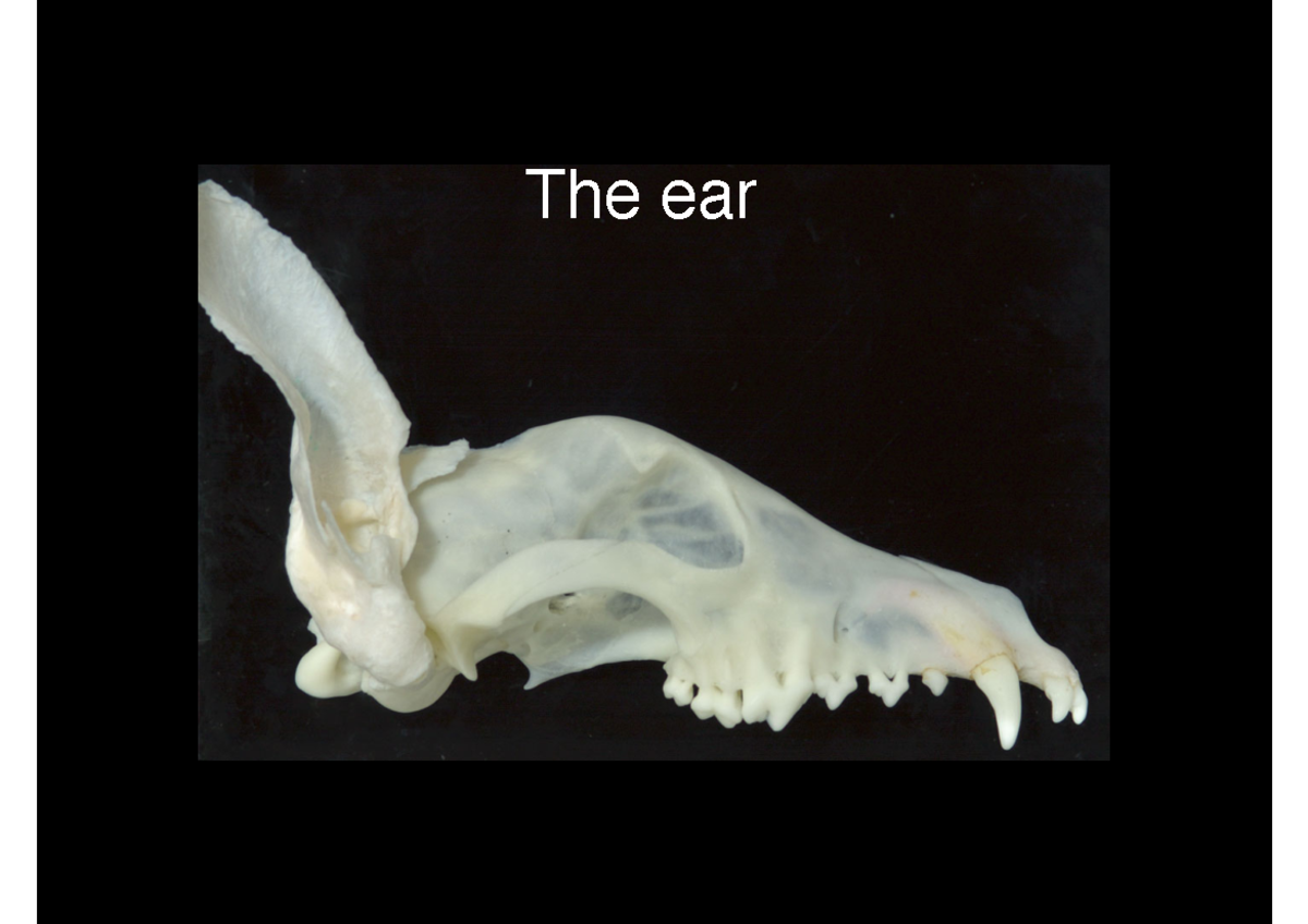 VET201 ear 1 - Lecture notes - The ear “The ear” includes organs of ...