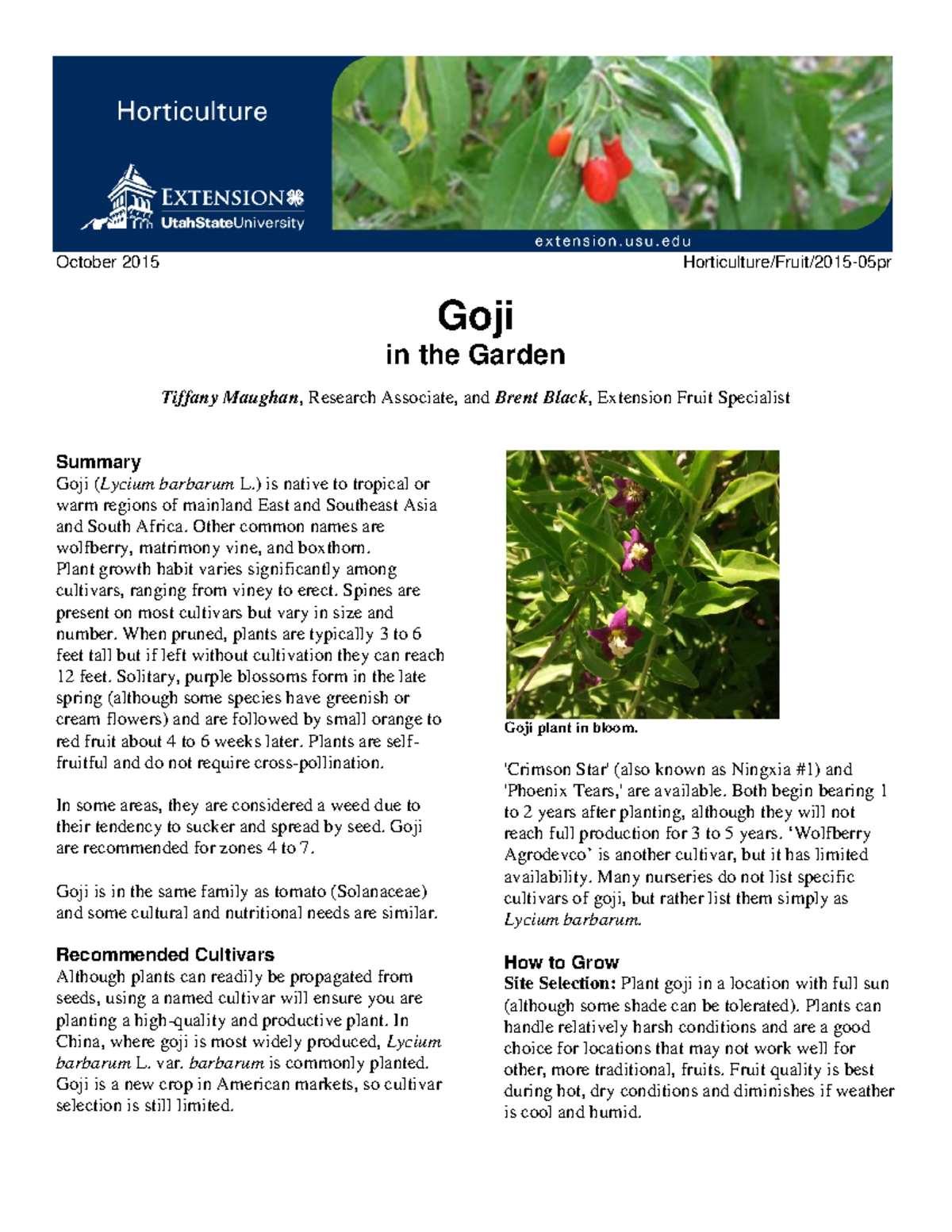 Goji in the Garden - October 2015 Horticulture/Fruit/2015-05pr Goji in ...